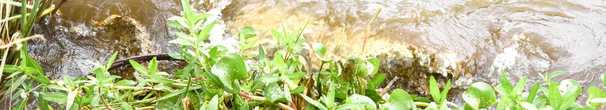 Floodplain Banner